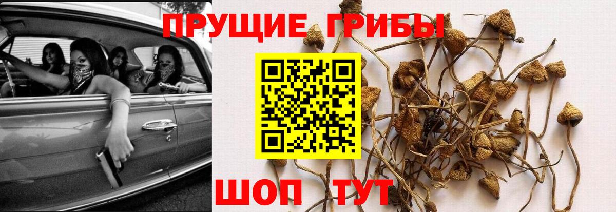 Алатырь  Псилоцибиновые грибы Psilocybe  Псилоцибиновые грибы прущие грибы  Вход с VPN 